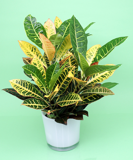 Croton Plant
