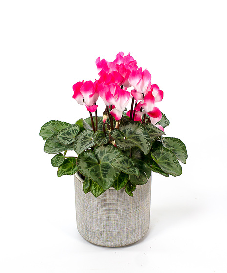 Cyclamen