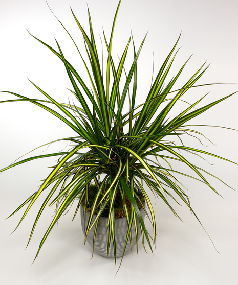 Dracena Kiwi