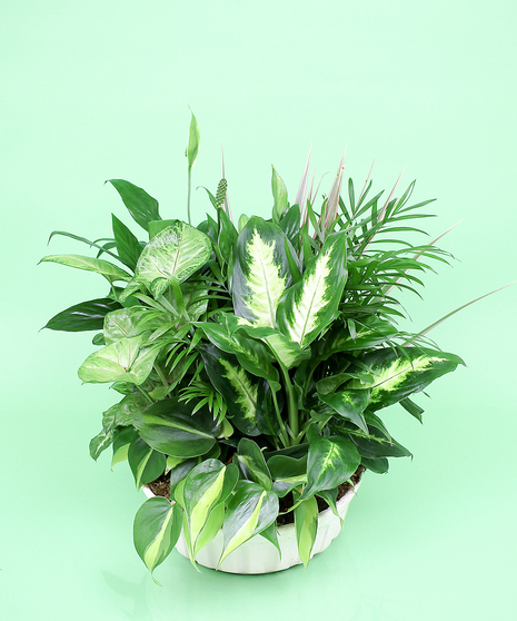 Dish Garden -Same-day Delivery to Danvers, MA - Currans Flowers