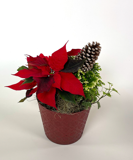 Deco Pot Poinsettia Planter