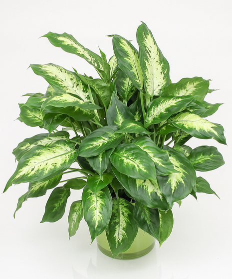 Dieffenbachia Plant - Same Day Delivery, Danvers MA