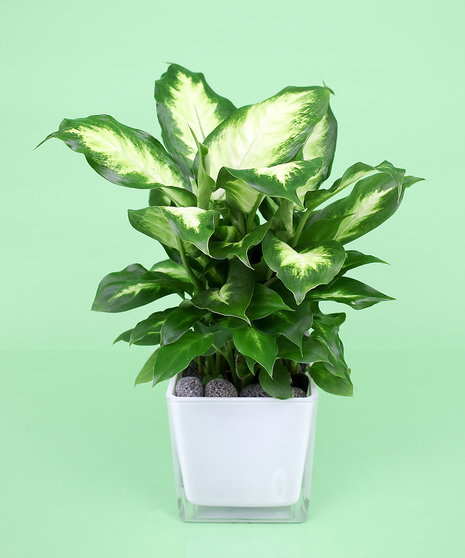 Dieffenbachia Plant