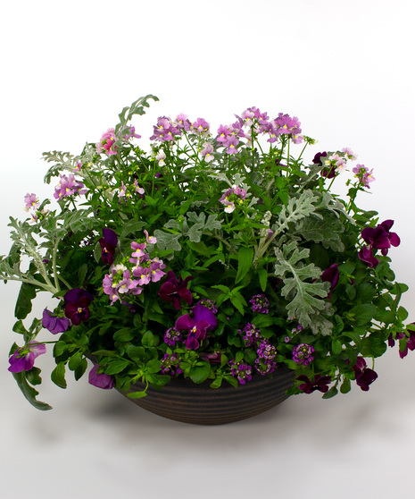 Spring Dorado Planter