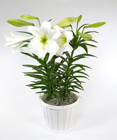 Currans Double Stemmed Easter Lily