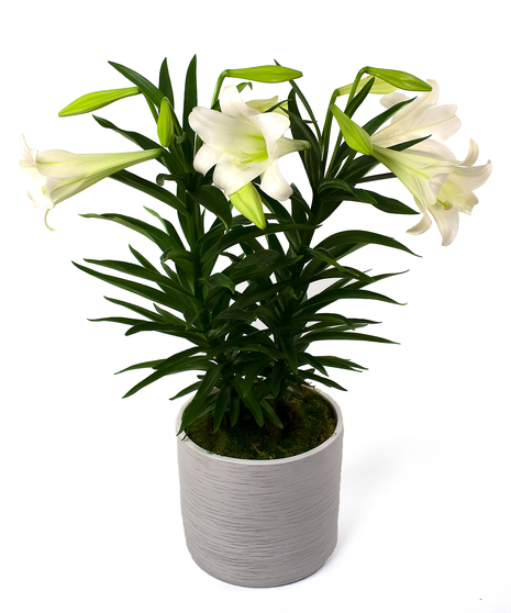  Currans Double Stemmed Easter Lily - Same Day Delivery, Danvers MA