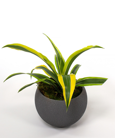 Warnekii Dracena - Same Day Delivery, Danvers MA