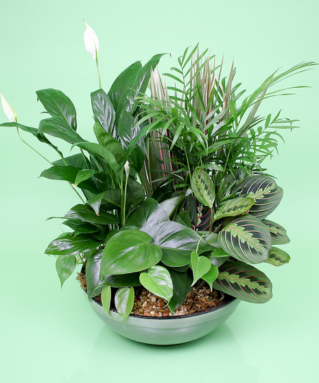 Dish Garden -Same-day Delivery to Danvers, MA - Currans Flowers