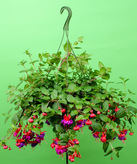 Fuchsia Hanging Basket