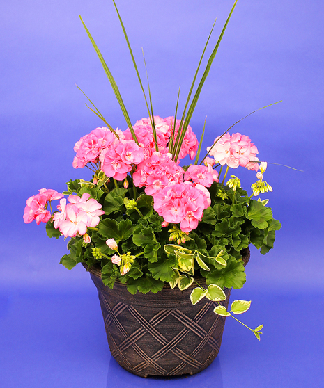 Large Pink Geranium Planter