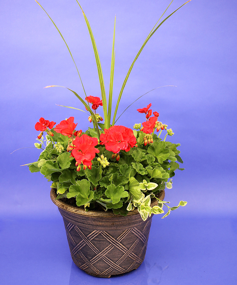 Large Red Geranium Planter