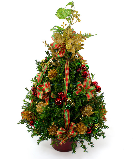 Golden Plaid Boxwood Tree