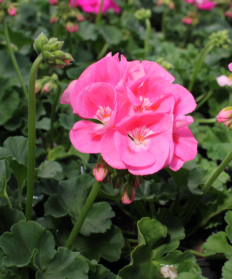 Local Grown Geraniums