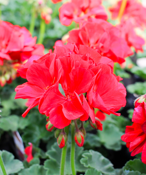 Plant-your-own-geraniums   - Same Day Delivery, Danvers,MA