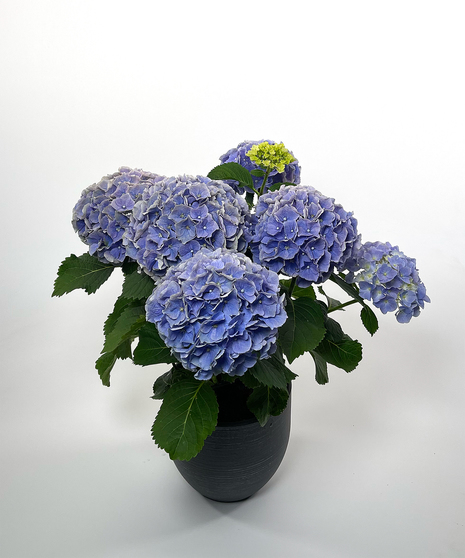 Currans Large Blue Hydrangea Plant - Same Day Delivery, Danvers MA