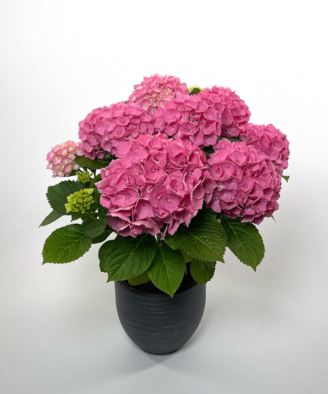 Currans Large Pink Hydrangea Plant - Same Day Delivery, Danvers MA
