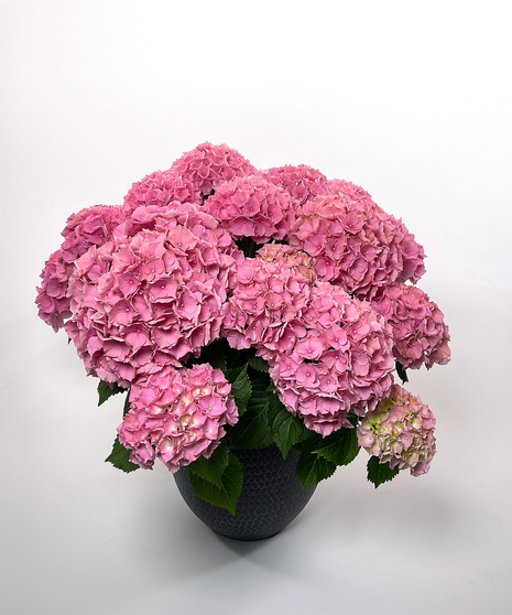 Currans Large Pink Hydrangea Plant - Same Day Delivery, Danvers MA