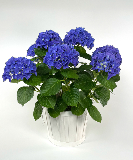 Currans Blue Hydrangea Plant