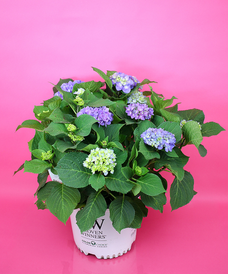 Hydrangea Shrub- Blue