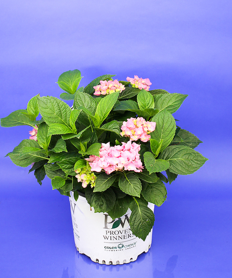Hydrangea Shrub- Pink