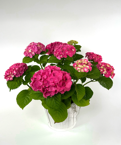 Currans  Pink Hydrangea Plant