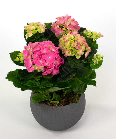Compact Hydrangea Plant
