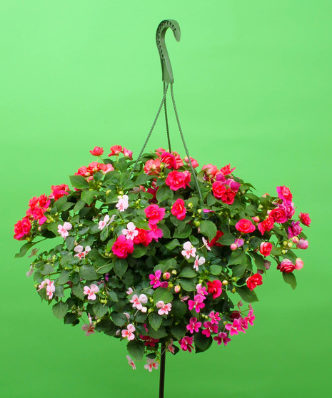 Hanging Mixed Impatien - Same Day Delivery, Danvers,MA