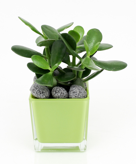 Jade Plant in Cube