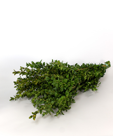 Korean Boxwood