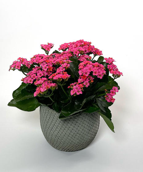 Kalanchoe Plant