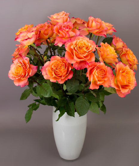 These orange roses are amazing, that's why they are my personal favorite! 