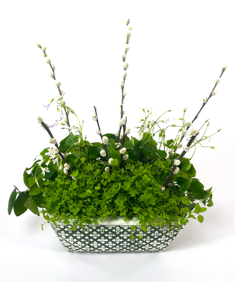 To create our planter we've taken 2 of our clover plants, combined them in a textured ceramic container and then accented them with sprigs of pussy willow.