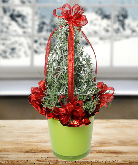 Winter Lavender Topiary