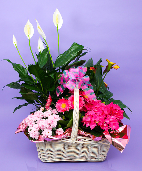 Indoor Plant Basket