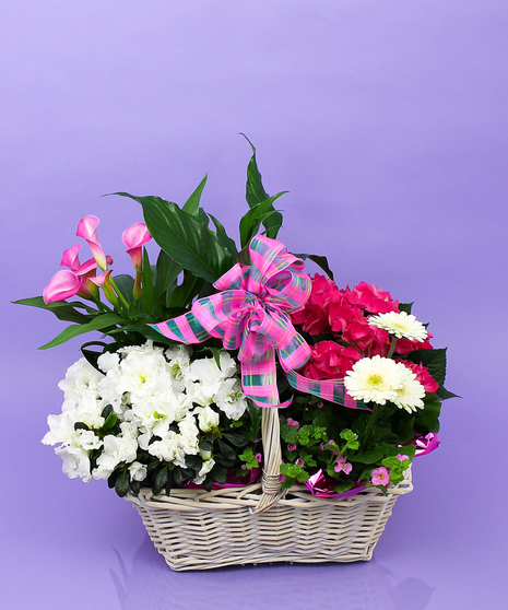 Indoor Plant Basket - Same Day Delivery, Danvers, MA