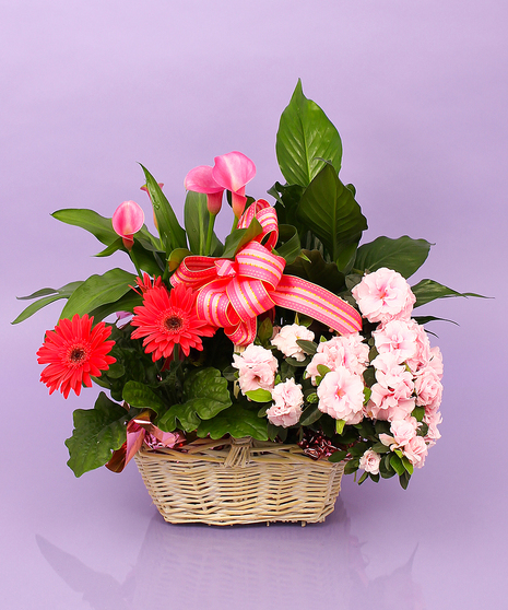 Mother's Day Indoor Plant Basket - Same Day Delivery, Danvers, MA