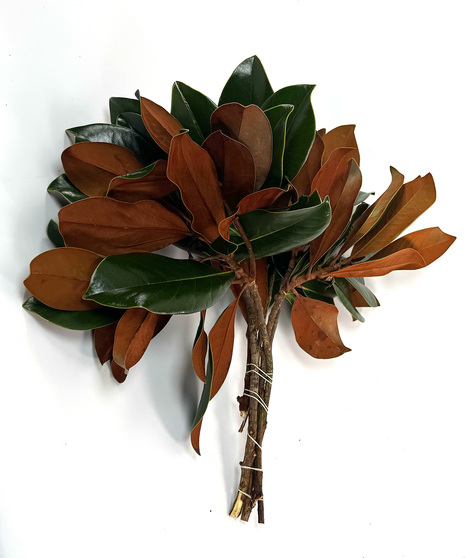 Magnolia Bunches