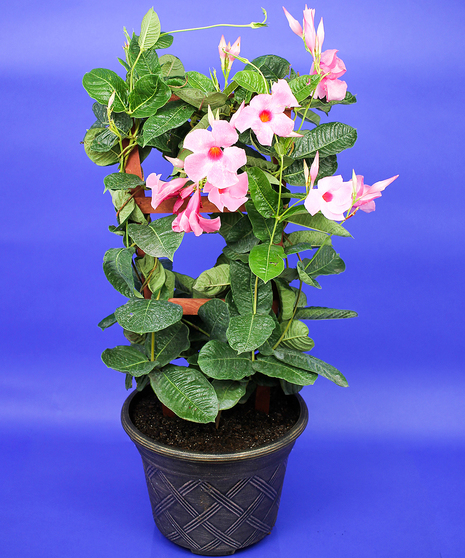 Mandevilla - Pink