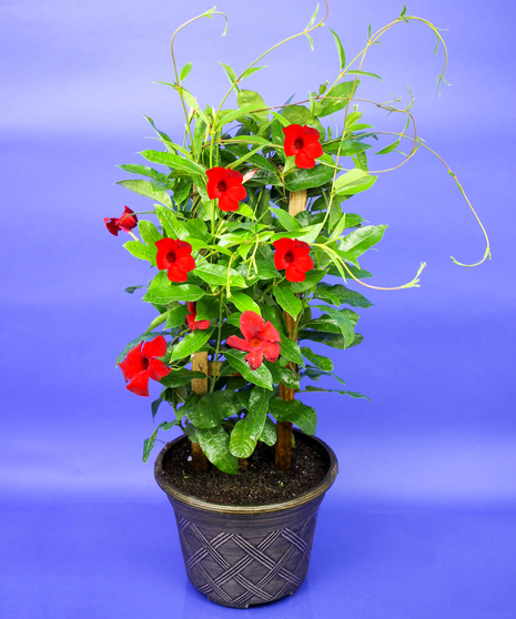 Mandevilla - Red