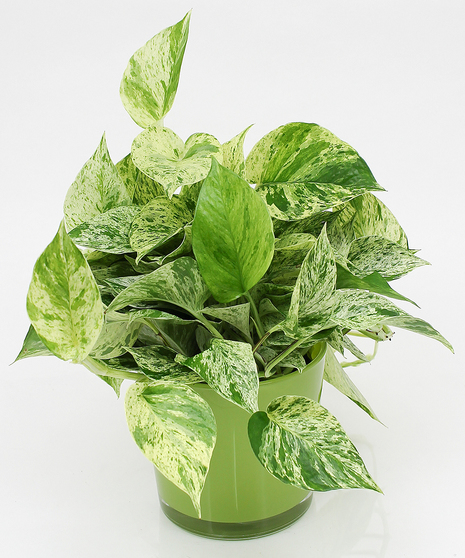 Marble Queen Pothos