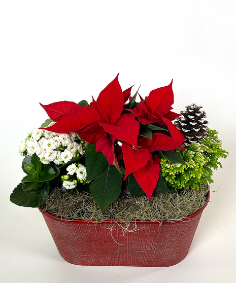 Medium Oval Poinsettia Planter