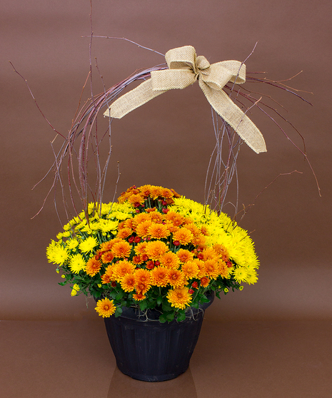 Bright Colored Mum Planter