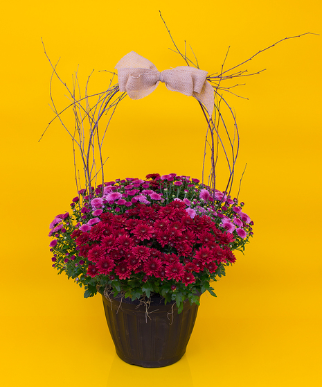 Deep Colored Mum Planter
