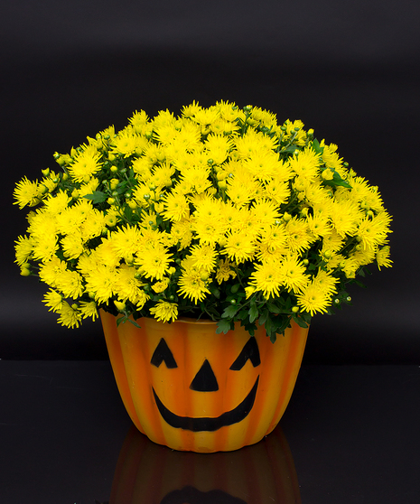Mumkin - Currans Flowers