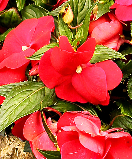 Our New Guinea Impatien Hanging Baskets in a 12
