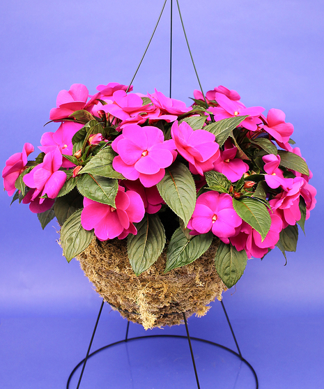 New Guinea Impatien Hanging Basket