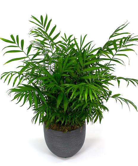 Neanthe Bella Palm