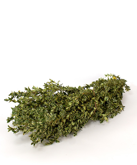 Winter Green Bunches