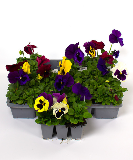 Pansy 6 pacs