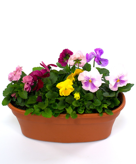 Pansy in oval planter
